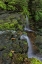 Picture of PENNSYLVANIA, RICKETTS GLEN SP FLOWING STREAM