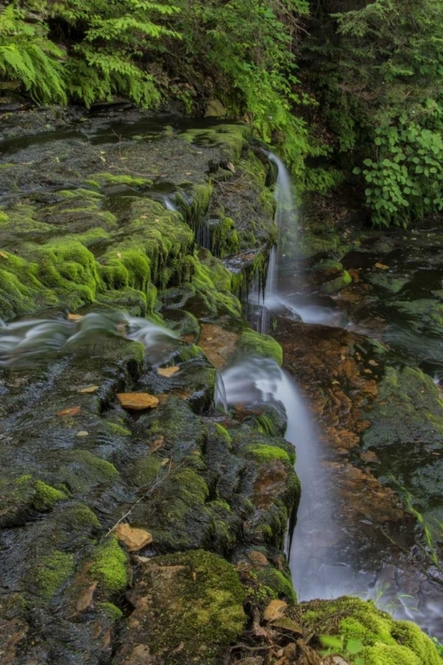 Picture of PENNSYLVANIA, RICKETTS GLEN SP FLOWING STREAM