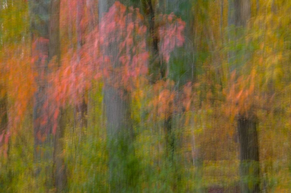 Picture of VA, GREAT FALLS PARK ABSTRACT OF AUTUMN TREES