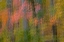 Picture of VA, GREAT FALLS PARK ABSTRACT OF AUTUMN TREES