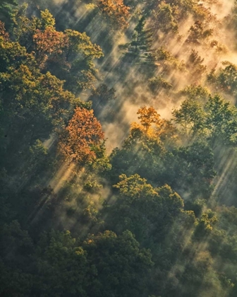 Picture of NY, LETCHWORTH SP SUNRISE LIGHTS FOGGY FOREST