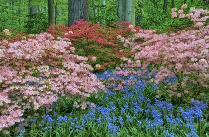 Picture of DELAWARE BLOOMING AZALEA AND BLUEBELL FLOWERS