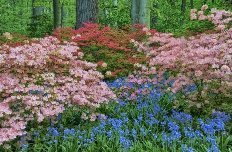 Picture of DELAWARE BLOOMING AZALEA AND BLUEBELL FLOWERS