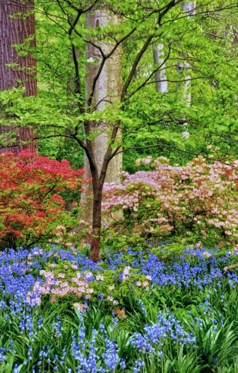 Picture of DELAWARE BLOOMING AZALEA AND BLUEBELL FLOWERS