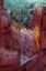 Picture of USA, UTAH, BRYCE CANYON NP CLOSE-UP OF HOODOOS