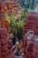 Picture of USA, UTAH, BRYCE CANYON NP CLOSE-UP OF HOODOOS
