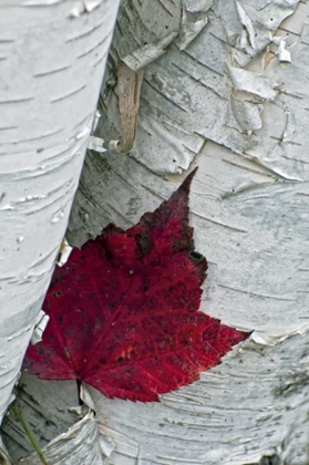 Picture of NEW YORK, INLET MAPLE LEAF ON ASPEN TREE TRUNK