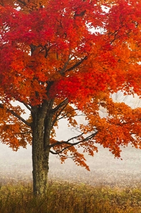 Picture of WEST VIRGINIA, DAVIS RED MAPLE IN AUTUMN COLOR