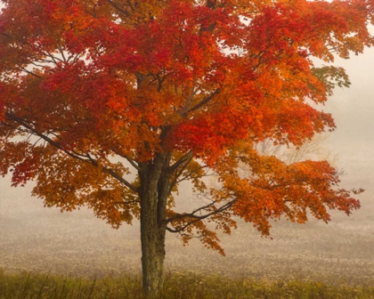 Picture of WEST VIRGINIA, CANAAN VALLEY SP TREE IN AUTUMN