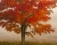 Picture of WEST VIRGINIA, CANAAN VALLEY SP TREE IN AUTUMN