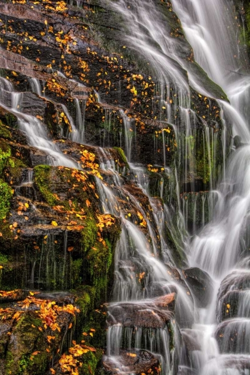 Picture of NORTH CAROLINA, BREVARD WATERFALL IN DUPONT SF