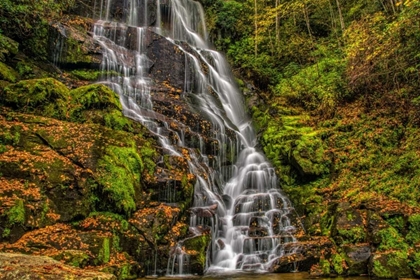 Picture of NORTH CAROLINA, BREVARD WATERFALL IN DUPONT SF