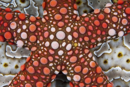 Picture of INDONESIA SEA STAR OVER A SEA CUCUMBER