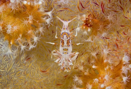 Picture of INDONESIA TIGER SHRIMP AND SOFT CORALS