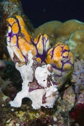 Picture of INDONESIA FROGFISH MIMICS A SEA SQUIRT