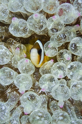Picture of INDONESIA, ANEMONEFISH SEEKS PROTECTION
