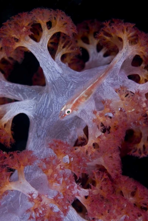 Picture of INDONESIA GOBY FISH BY PINK SOFT CORAL