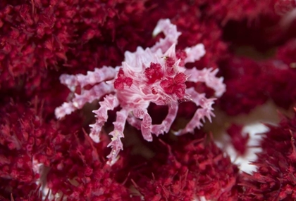 Picture of INDONESIA DECORATOR CRAB ON OFT CORALS
