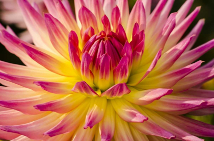 Picture of USA, WASHINGTON DETAIL OF DAHLIA FLOWER