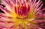 Picture of USA, WASHINGTON DETAIL OF DAHLIA FLOWER