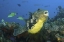 Picture of INDONESIA, PAPUA, RAJA AMPAT PUFFERFISH