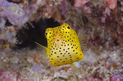 Picture of INDONESIA, KOMODO NP A JUVENILE BOXFISH