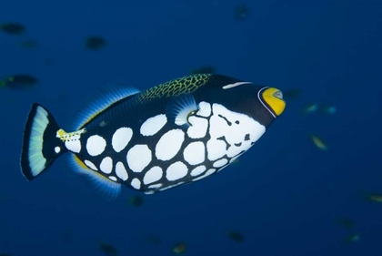 Picture of INDONESIA, RAJA AMPAT CLOWN TRIGGERFISH