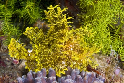 Picture of INDONESIA, KOMODO NP WEEDY SCORPIONFISH