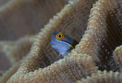 Picture of BLENNY FISH INSIDE CORAL REEF, INDONESIA