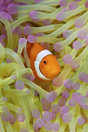 Picture of INDONESIA, PAPUA ANEMONEFISH IN ANEMONE