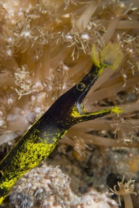 Picture of INDONESIA, SULAWESI ISLAND A RIBBON EEL