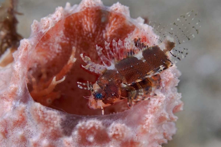 Picture of INDONESIA ZEBRA FISH ATOP A TUBE SPONGE