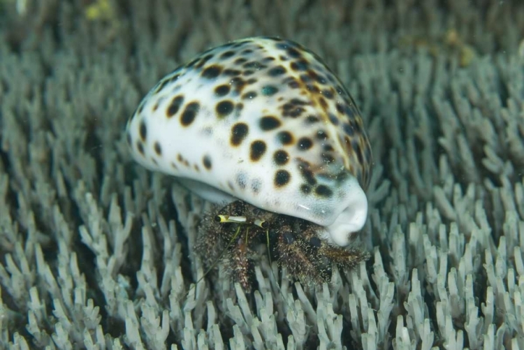 Picture of HERMIT CRAB AMID CORAL, PAPUA, INDONESIA