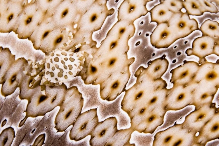 Picture of PAPUA NEW GUINEA, CRAB ON A SEA CUCUMBER