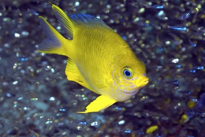 Picture of YELLOW DAMSELFISH, WEST PAPUA, INDONESIA
