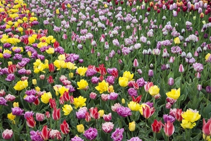 Picture of USA, WASHINGTON FIELD OF BLOOMING TULIPS