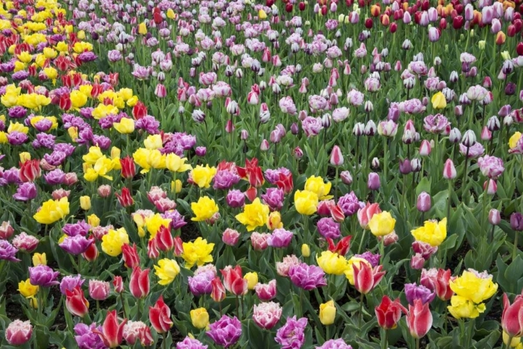 Picture of USA, WASHINGTON FIELD OF BLOOMING TULIPS