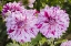 Picture of USA, WASHINGTON DAHLIA FLOWERS IN GARDEN