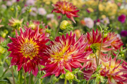 Picture of USA, WASHINGTON DAHLIA FLOWERS IN GARDEN