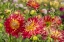 Picture of USA, WASHINGTON DAHLIA FLOWERS IN GARDEN