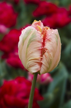 Picture of USA, WASHINGTON TULIP BUD BEGINS TO OPEN