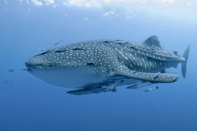 Picture of INDONESIA, PAPUA WHALE SHARK AND REMORAS