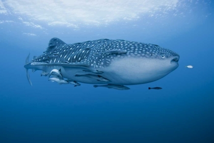 Picture of INDONESIA, PAPUA WHALE SHARK AND REMORAS