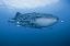 Picture of INDONESIA, PAPUA WHALE SHARK AND REMORAS