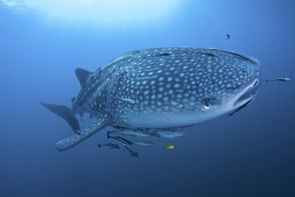 Picture of INDONESIA, PAPUA WHALE SHARK AND REMORAS