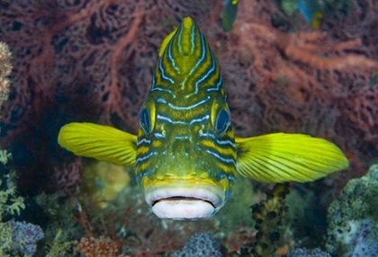 Picture of LINED SWEETLIP FISH AMID CORAL, INDONESIA
