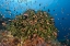 Picture of INDONESIA, KOMODO NP FISH AND HARD CORAL