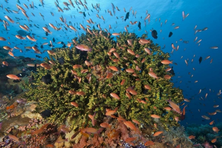 Picture of INDONESIA, KOMODO NP FISH AND HARD CORAL