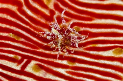 Picture of INDONESIA, PAPUA ANEMONE ON SEA CUCUMBER