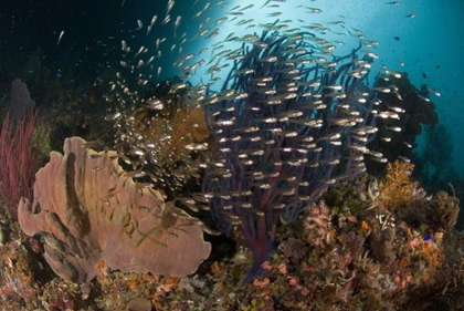 Picture of INDONESIA CORALS AND GLASSY CARDINALFISH